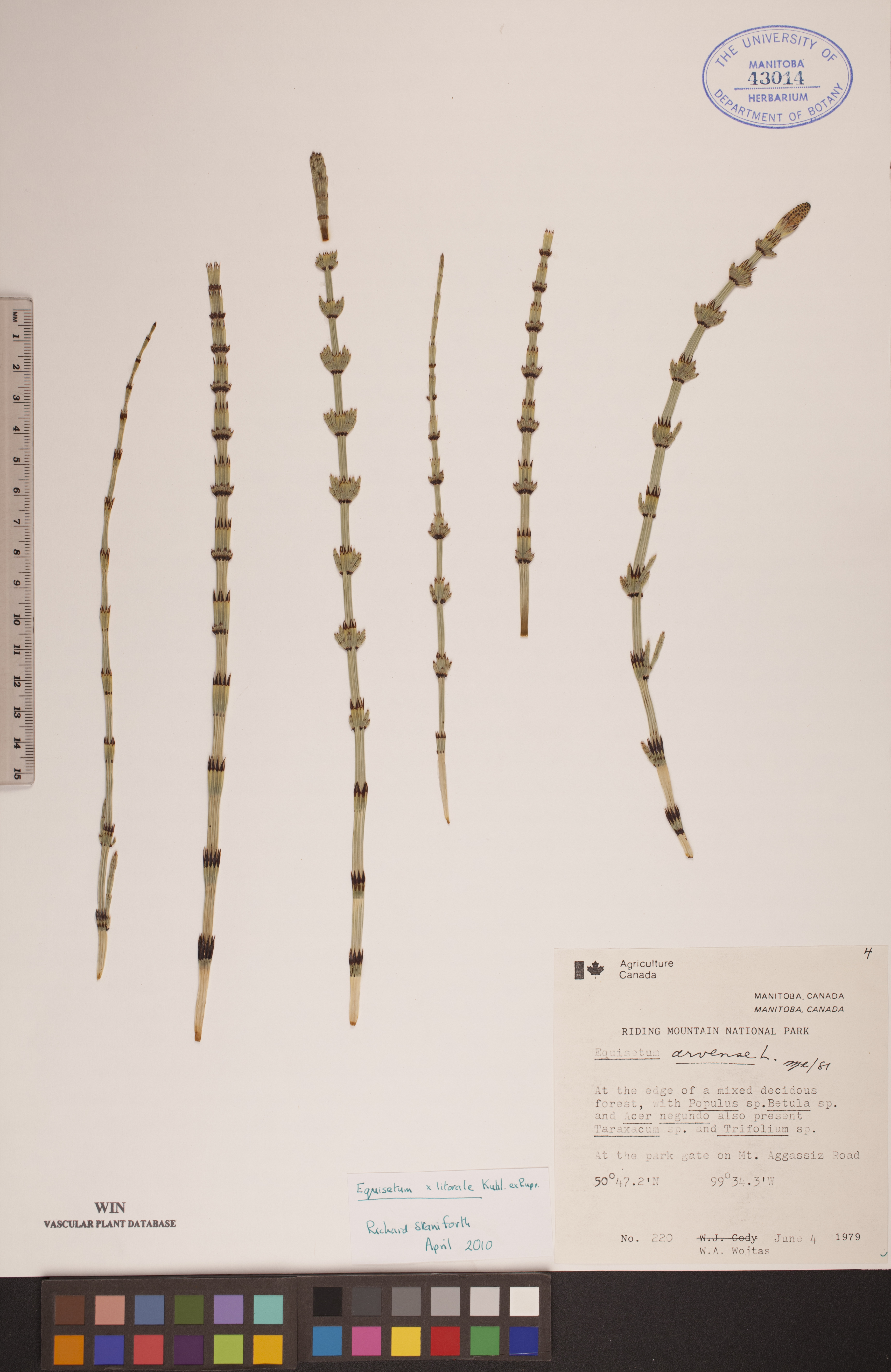 Equisetum × litorale image